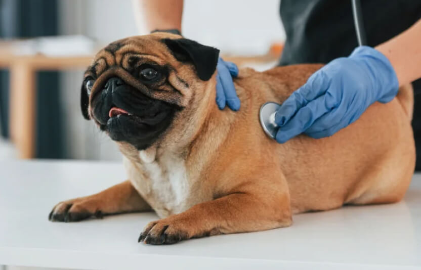 врач слушает собаку фонендоскопом